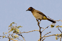 Pycnonotus nigricans